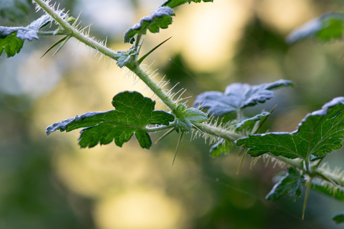 Santa Lucia Gooseberry (Ribes sericeum)