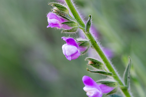 Sierra Snapdragon (Sairocarpus multiflorus)