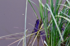 Ichthyosaura alpestris alpestris