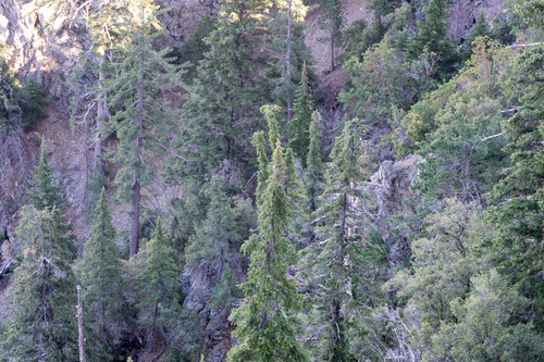 Santa Lucia fir (Abies bracteata)