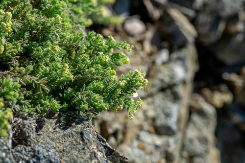 Santa Lucia bedstraw (Galium clementis)