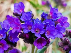 Pulmonaria australis