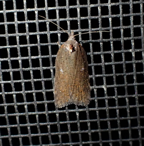 Acleris bowmanana photo 2