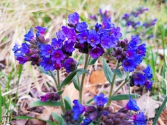 Pulmonaria australis