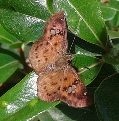 Eagris nottoana knysna