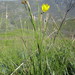 Bobartia aphylla - Photo (c) Evie Bowen, algunos derechos reservados (CC BY-NC), uploaded by Evie Bowen