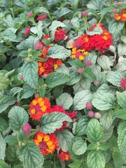 Lantana camara