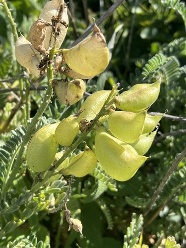 Nuttall's Milkvetch (Astragalus nuttallii)
