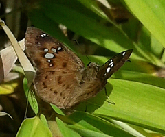 Eagris nottoana knysna