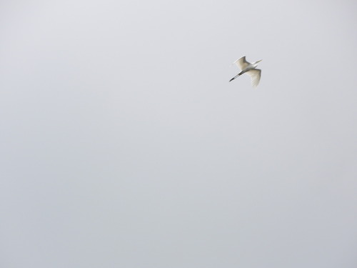 Great Egret