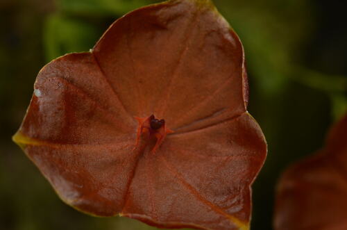 Telipogon-Flowered Lepanthes