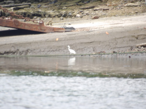 Snowy Egret