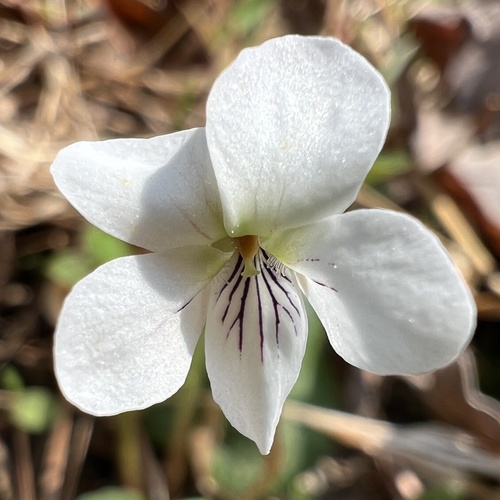 primrose-leaved violet (Viola primulifolia)