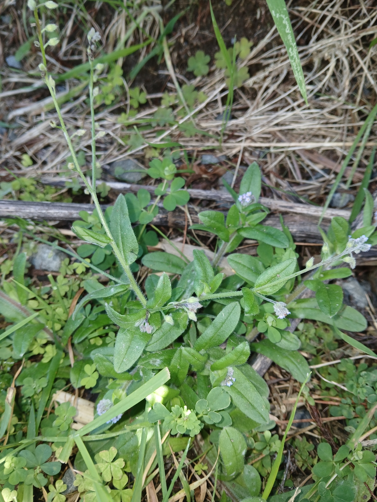 Field Forget-Me-Not (Myosotis arvensis)
