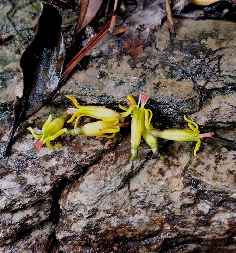 Malayan mistletoe (Dendrophthoe pentandra)