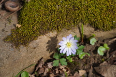 Anemonoides apennina