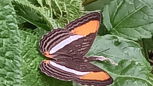 smooth-banded sister