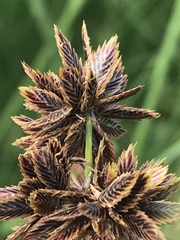 Cyperus marginatus