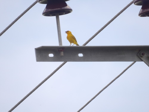 Saffron Finch