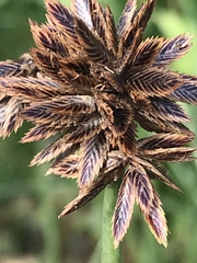 Cyperus marginatus