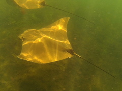 Rhinoptera steindachneri