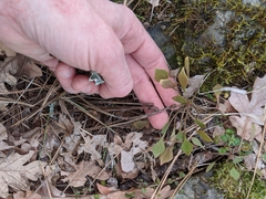 Claytonia rubra