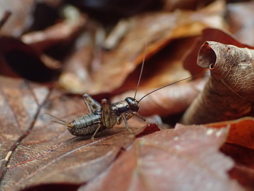 Wood Cricket, photo 5 of 9