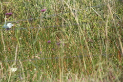 Cosmos bipinnatus