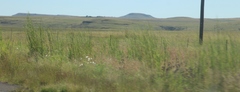 Cosmos bipinnatus