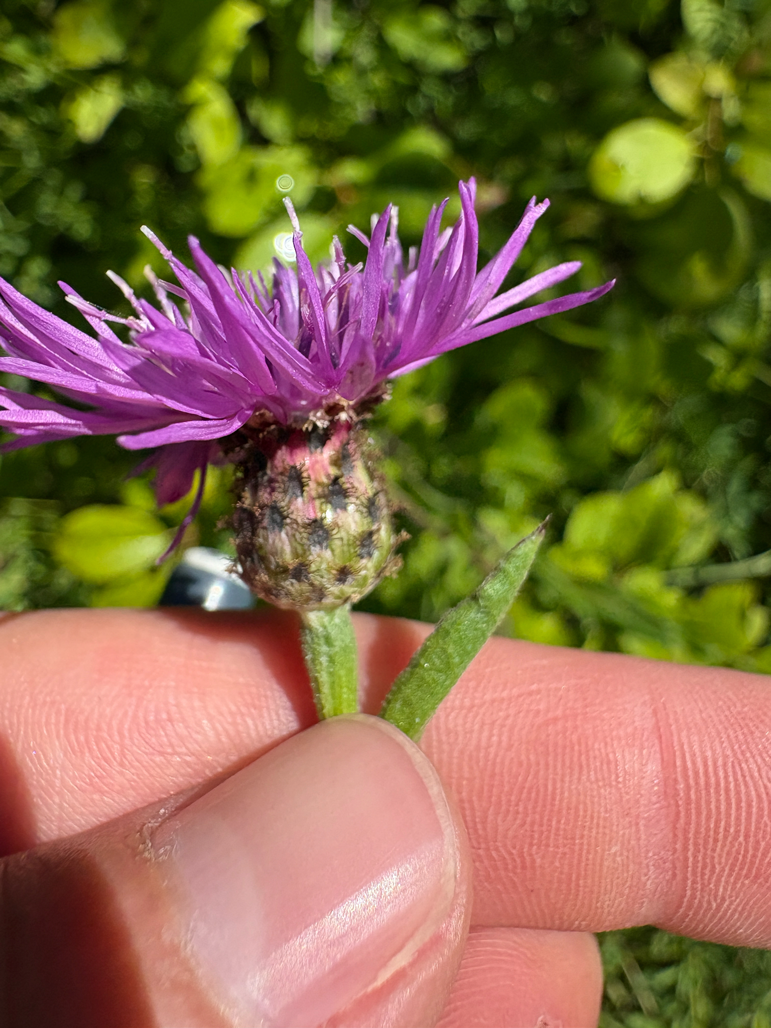 Tyrol Knapweed (Centaurea nigrescens)