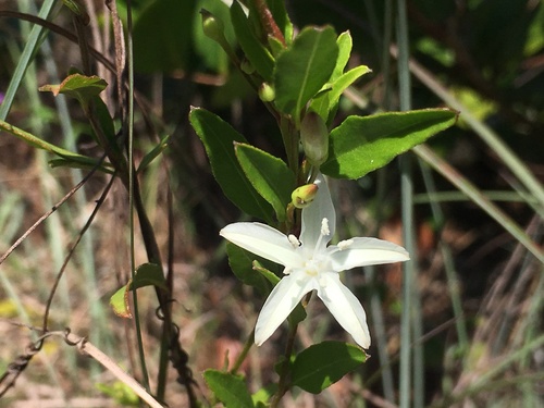 Jacquemontia curtissii, photograph 5