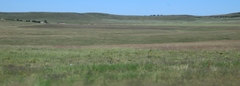 Cosmos bipinnatus