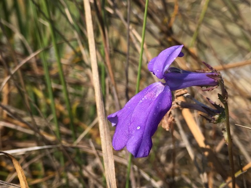 glade lobelia (Lobelia glandulosa)
