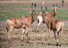 Alcelaphus buselaphus lelwel