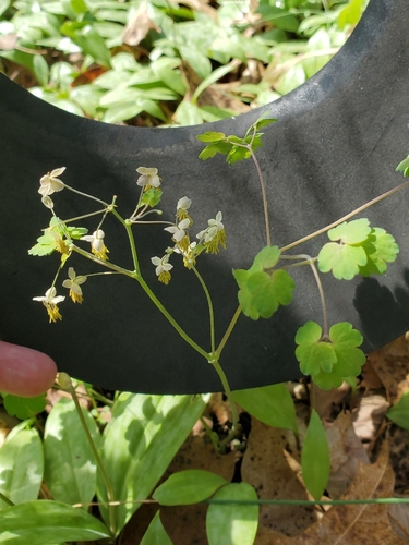 early meadow-rue (Thalictrum dioicum)