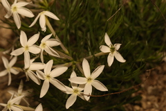 Amsonia longiflora, photograph (c) Reid Hardin, some rights reserved (CC BY)