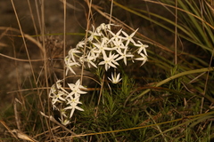Amsonia longiflora, photograph (c) Reid Hardin, some rights reserved (CC BY)