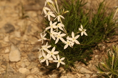 Amsonia longiflora, photograph (c) Reid Hardin, some rights reserved (CC BY)