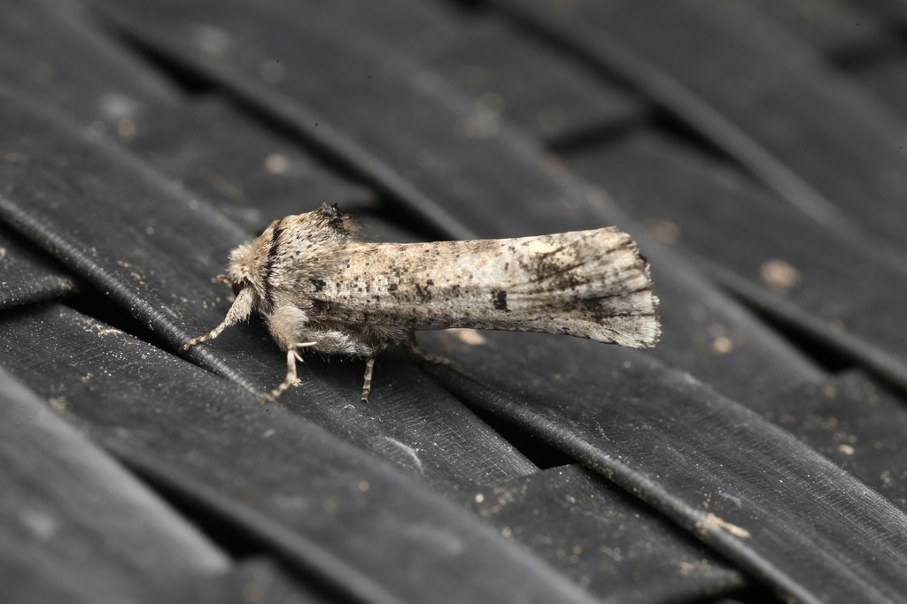Aon Moth