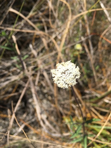 Everglades Squarestem (Melanthera angustifolia)