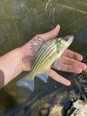 Morone mississippiensis