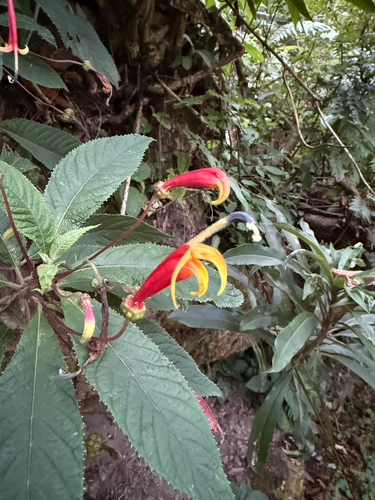 Centropogon grandidentatus, 2026-03-26