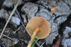 Agrocybe semiorbicularis