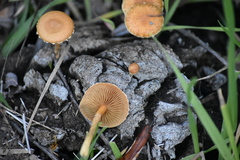 Agrocybe semiorbicularis