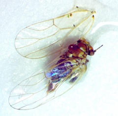 Gyropsylla ilecis