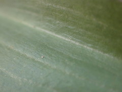 Claytonia rubra
