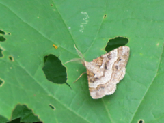 Chiasmia subcurvaria