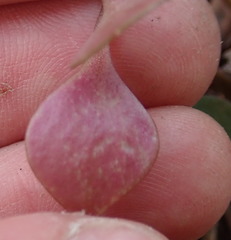 Claytonia rubra