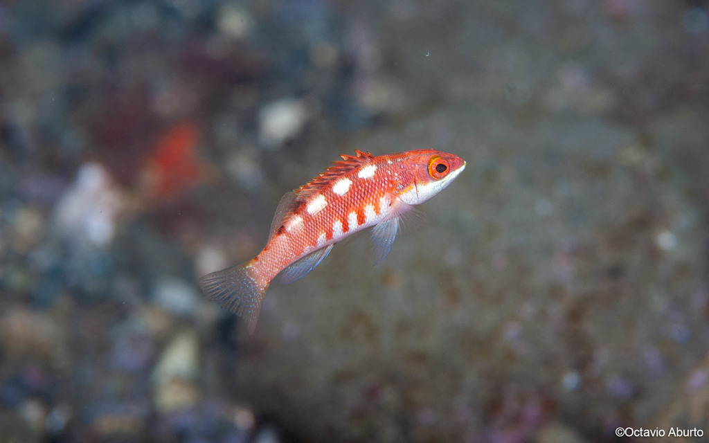 Socorro serrano (Serranus socorroensis) — Serranidae
