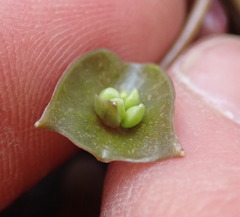 Claytonia rubra